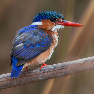 Lake Naivasha - Malachite kingfisher